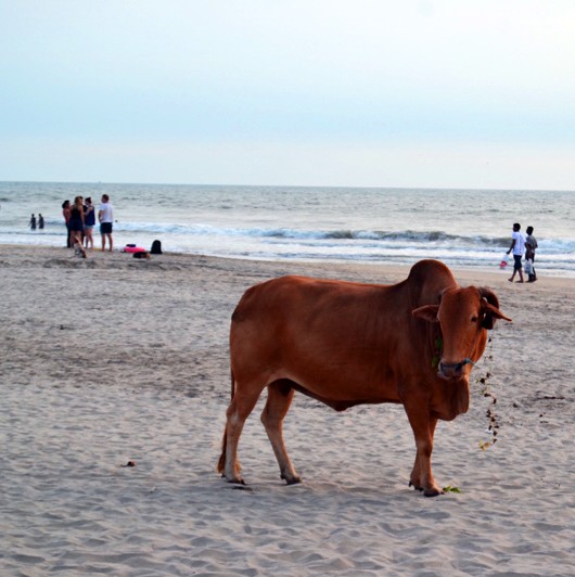 arambol-hippie-beach-cow-strand-kuh1_edit